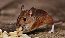 24 Hour & Emergency Exterminators in Saint Pauls, NC